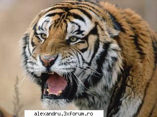 Wallpapers - Tigers - cosminv2005 - Poze